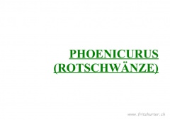 Phoenicurus (Rotschwänze)